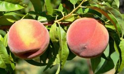 Персик Фрост: опис і характеристика сорту, особливості посадки і догляду, фото
