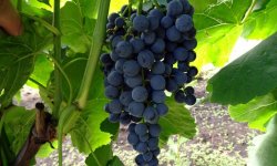 Виноград Венус: опису і характеристика сорту, особливості посадки і догляду за виноградом, фото