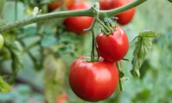 Всі кошти, які повинні бути в запасі у томатовода