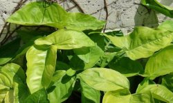 Сингоніум: види і назви з фото, догляд в домашніх умовах