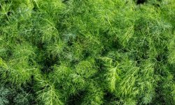 Кріп кущовий: кращі сорти на зелень, фото, вирощування у відкритому грунті