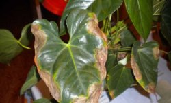 Чому у антуріума сохнуть листя: що робити і як врятувати рослина, заходи профілактики, фото