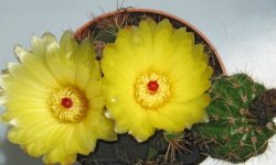 Нотокактус — опис рослини з фото, догляд в домашніх умовах