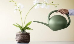 Як поливати орхідею в домашніх умовах: скільки разів і як часто, основні правила поливу, фото