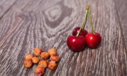 Як виростити черешню з кісточки в домашніх умовах, правила догляду і щеплення деревця