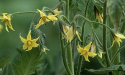 Чим і як правильно підгодувати помідори під час цвітіння і плодоношення: кращі добрива, строки та основні правила підгодівлі