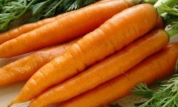 Сорт моркви Нандрін: опис і характеристика, вирощування і догляд в домашніх умовах, фото