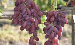 Виноград Шахін Ірану: характеристика сорту, вирощування і догляд, фото