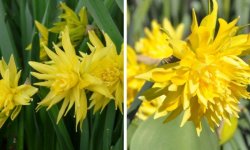 Нарциси махрові: топ-5 популярних сортів з описом, фото квіток з назвами