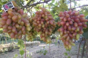 Виноград Преображення — опис сорту, догляд, фото і відгуки