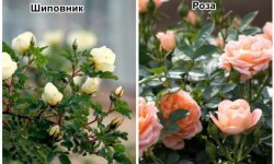 Як відрізнити троянду від шипшини: по листю і паросткам, подібності, відмінності, фото