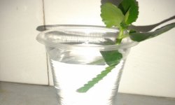 Каланхое: розмноження живцями, листом в домашніх умовах, фото