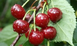 Вишня Десертная Морозової: опис сорту, догляд, відгуки з фото