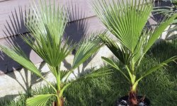 Пальма вашингтония нітеносная (кімнатні рослини): догляд в домашніх умовах, вирощування з насіння, фото