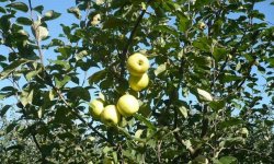 Яблуня Словник: опис і характеристика сорту, вирощування і догляд, фото
