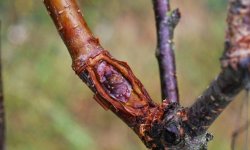 Щеплення черешні на сливу: переваги і недоліки, чи можна прищепити