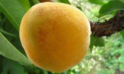 Персик Вайн Голд: опис і характеристика сорту, посадка, догляд і вирощування, фото