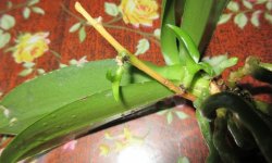 Чому у орхідеї засох цветонос: основні причини, що робити в такому випадку, коли потрібно його обрізати