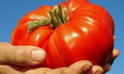 Томат Алтайський шедевр: характеристика і опис сорту, фото, врожайність, вирощування і догляд, відгуки