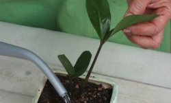 Як правильно поливати заміокулькас в домашніх умовах: як часто потрібно це робити, основні правила поливу, відео