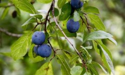 Слива Терен: опис і характеристика, корисні і шкідливі властивості, посадка і догляд, розмноження, фото