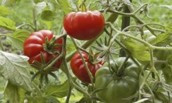 Томат Рапсодія F1: характеристика і опис, особливості вирощування, врожайність, фото