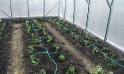 Як садити помідори в теплиці: кращі сорти, на якій відстані, як правильно і як часто це робити