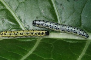 Гусениці на помідорах: що робити і як боротися, позбавлення за допомогою препаратів і народних засобів, методи обробки