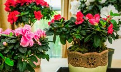 Розмноження азалії в домашніх умовах: основні способи, догляд за кімнатною рослиною, фото, відео