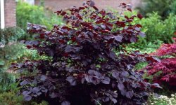 Ліщина велика Пурпурова: опис рослини, посадка і догляд, особливості вирощування, фото