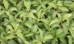 Санхеція: догляд в домашніх умовах, фото, розмноження, прикмети