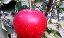 Яблука Чорний Принц (Ред Джонапрінц): особливості та характеристика сорту, агротехніка вирощування та догляду, фото