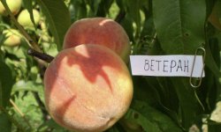 Персик Ветеран: опис і характеристика сорту, особливості посадки і догляду, фото