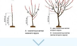Обрізка персиків восени: види, оптимальні терміни проведення, правила обрізки для початківців