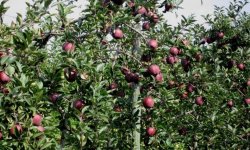 Яблуня Джероміні: ботанічний опис та характеристика сорту, агротехніка посадки і догляд, фото