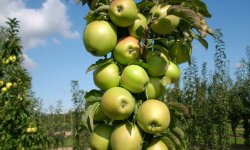 Яблуня колоновидна сорти Малюх: ботанічний опис та характеристика, особливості вирощування та догляду, фото