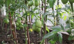 Чим і як правильно підгодувати помідори під час плодоношення в теплиці: найкращі засоби, терміни підживлення, особливо поливу, корисні рекомендації