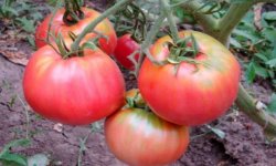 Томат Волове серце: характеристика і опис сорту з фото, врожайність, особливості посіву, вирощування і догляду