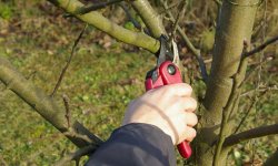 Чи можна обрізати яблуні взимку: переваги і недоліки, особливості обрізки, терміни і схема