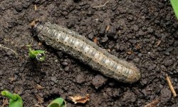 Шкідники і хвороби помідорів в теплиці: як розпізнати, методи лікування та боротьби з ними, фото