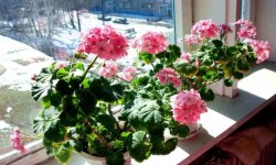 Герань плющелистная: догляд в домашніх умовах, грунт, розмноження живцями