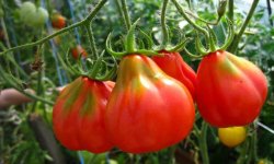 Томат Трюфель червоний: характеристика і опис сорту, врожайність, як правильно вирощувати і доглядати, фото
