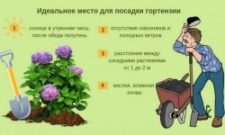 Гортензія волотисте: посадка і догляд в Сибіру, ​​розмноження живцями, кращі сорти, фото, осіння пересадка