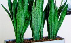 Сансевієрія трьохсмугова: догляд в домашніх умовах, фото, розмноження, цвітіння