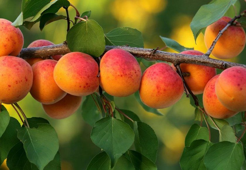 плодоносність абрикоса