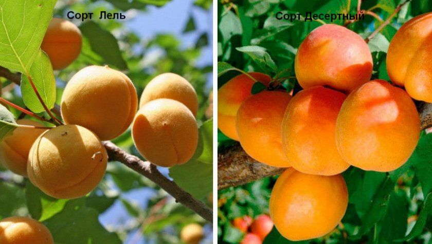 Самоплодние сорти абрикосів