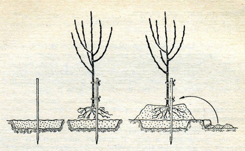 Схема посадки груші