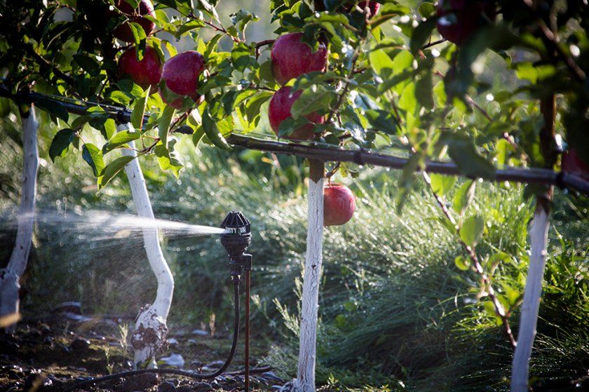 полив яблук