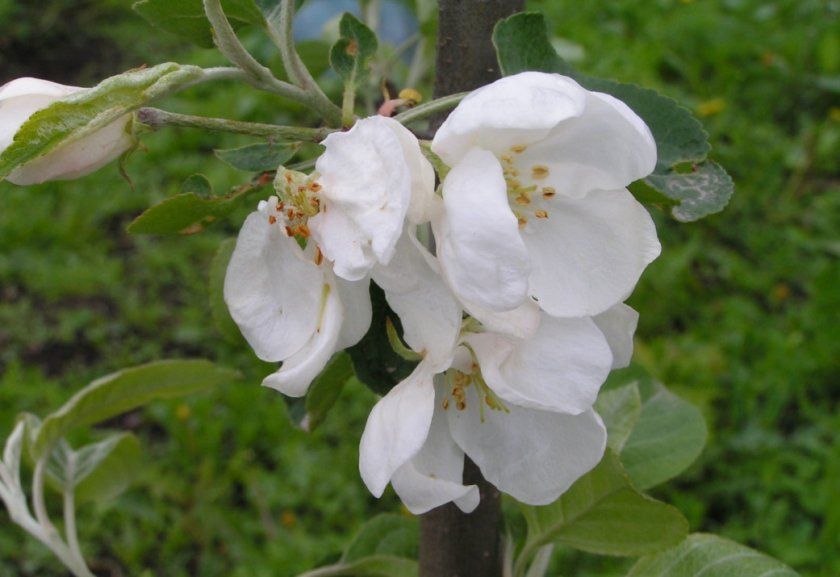 Цвітіння яблуні Аніс Свердловський