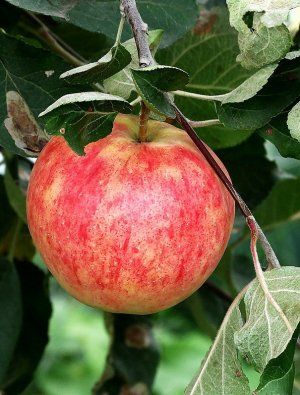 Плоди яблуні